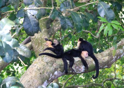 Affen im Nationalpark