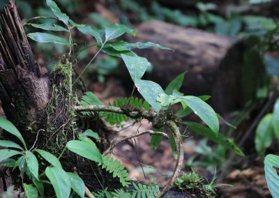 Greifschwanzlanzenotter
