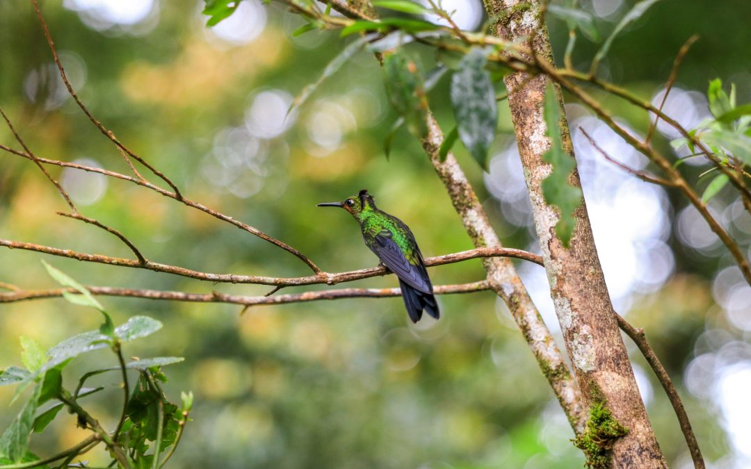Costa Rica erleben – Highlights, Strände & praktische Tipps für Familien