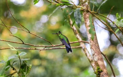Costa Rica erleben – Highlights, Strände & praktische Tipps für Familien