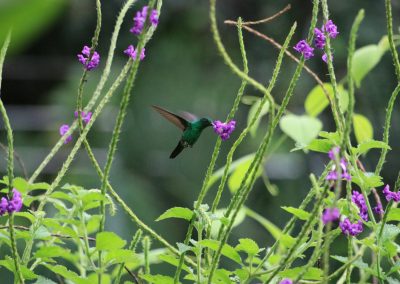 Kolibri Guacima Escondida
