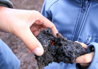 Marienkäfer Ätna