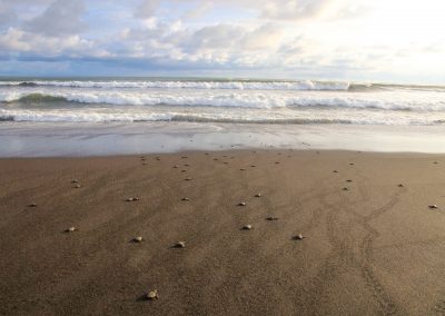 Meeresschildkröten