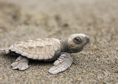 Schildkröte am Strand