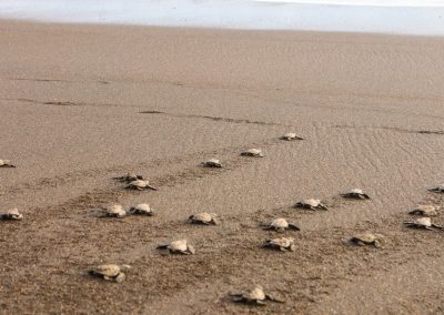 Schildkröten Babys