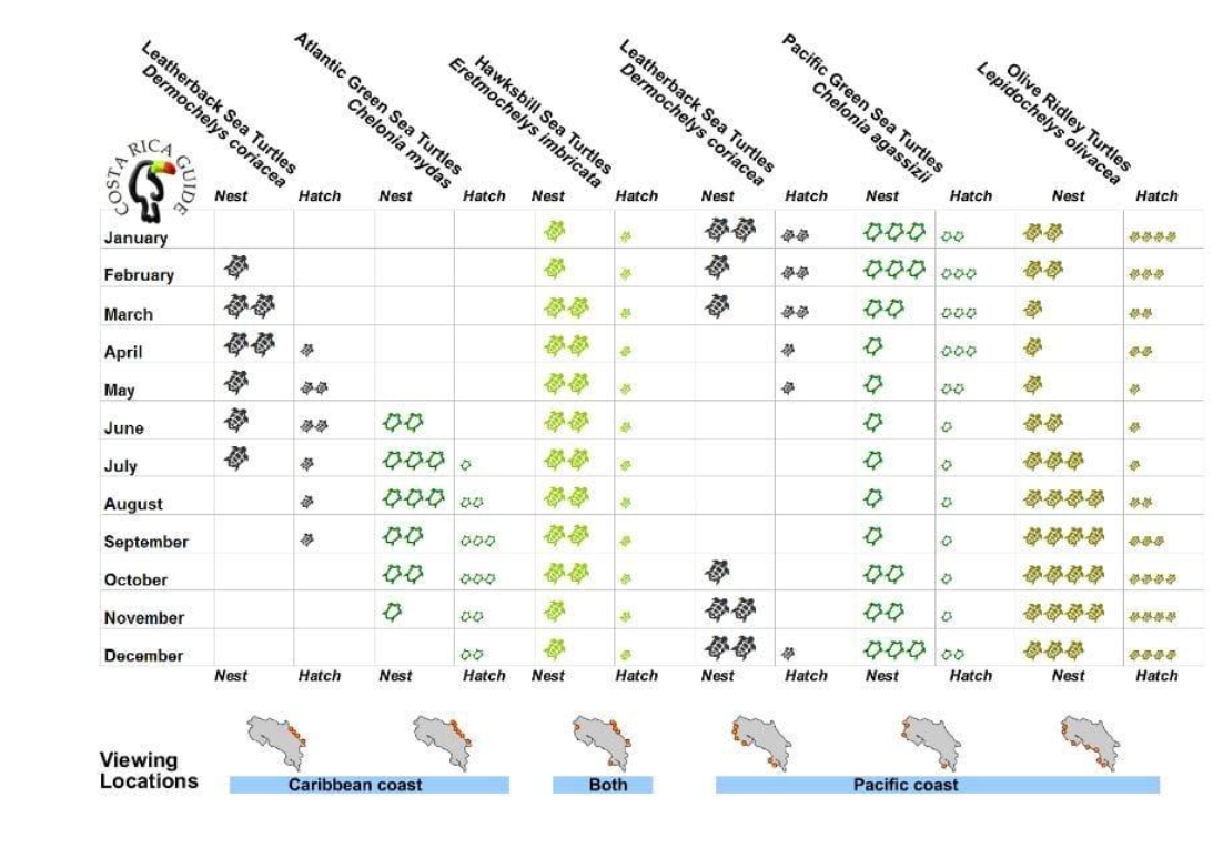 Übersicht Schildkröten Brut- und Schlüpfzeiten