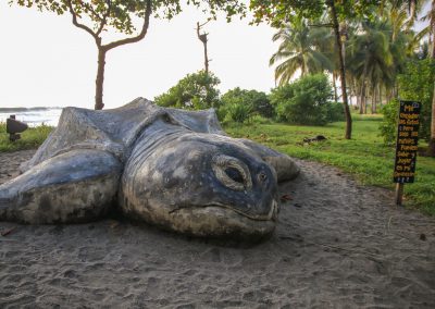 Verdiazul Schildkröte
